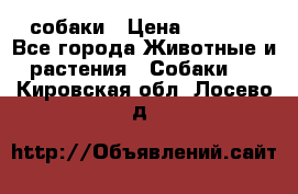 собаки › Цена ­ 2 500 - Все города Животные и растения » Собаки   . Кировская обл.,Лосево д.